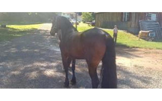 8-Year-Old Friesian Morgan Cross Mare For Sale In London Deery, Ohio 45647