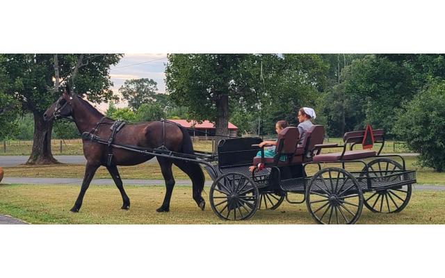 5- Year Friesian STB Cross Mare For Sale In Nathalie, Virginia 24577